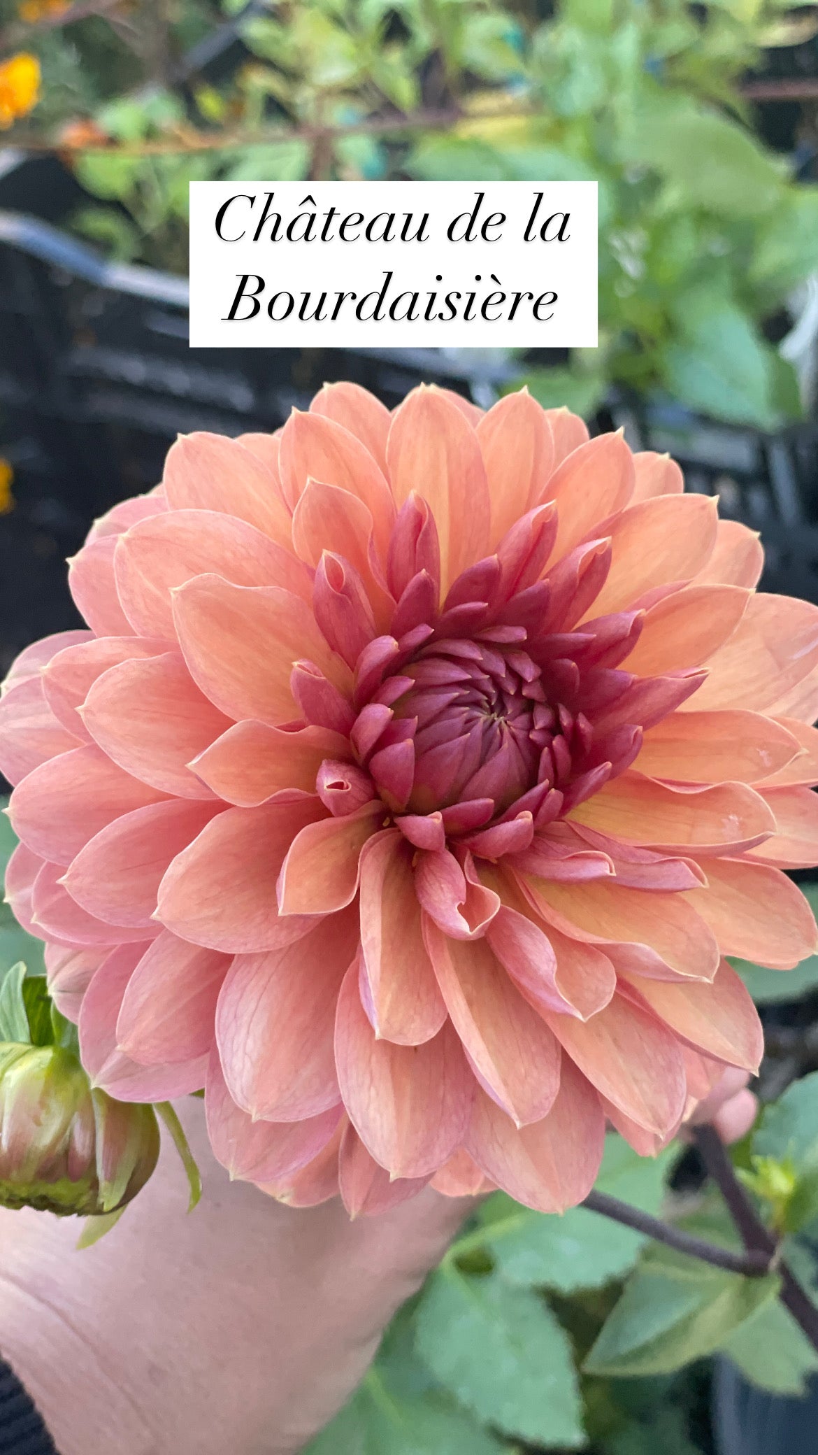 Chateau de la Bourdaisiere Rooted Cutting- Pre Sale - SHIPS SPRING 2026