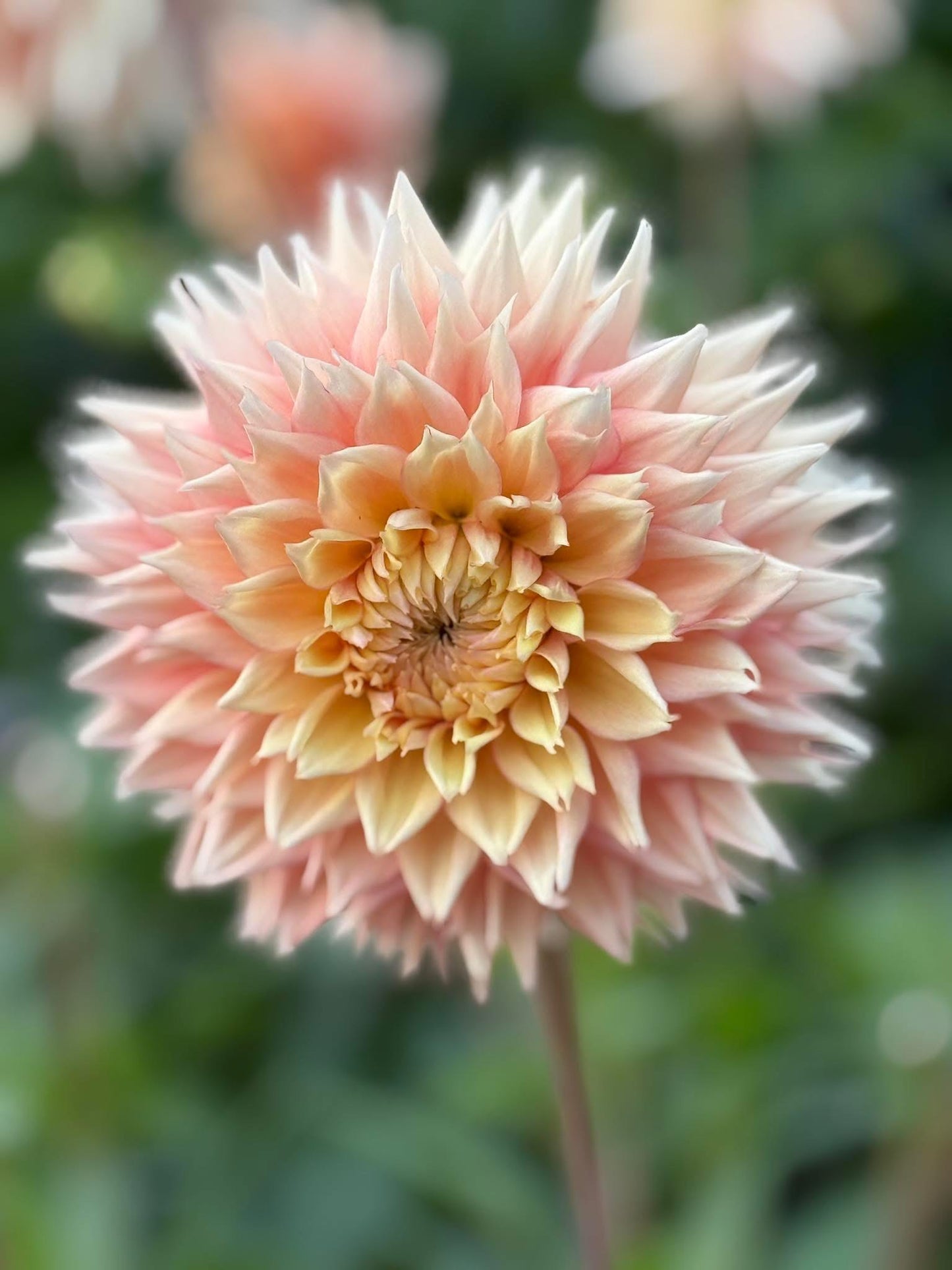 Lees Apricot Fizz Tuber Clump