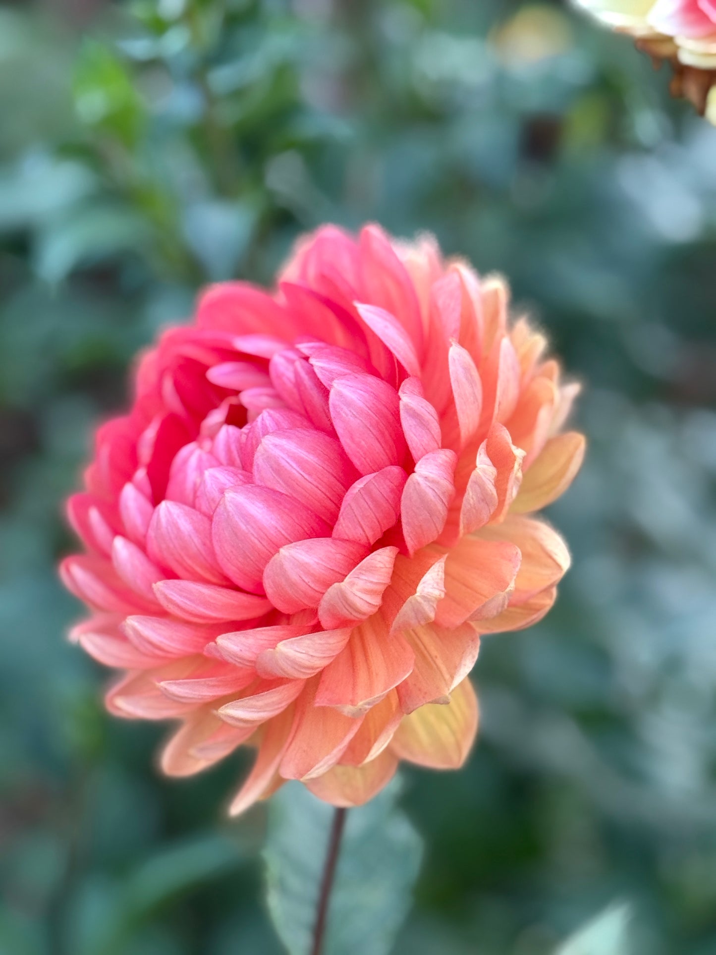 Hollyhill Sophia Two rooted cutting - ships Spring 2026