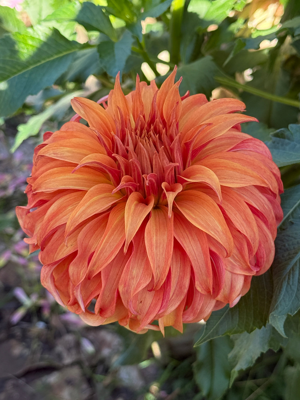 Bloomquist Jean Dahlia Tuber