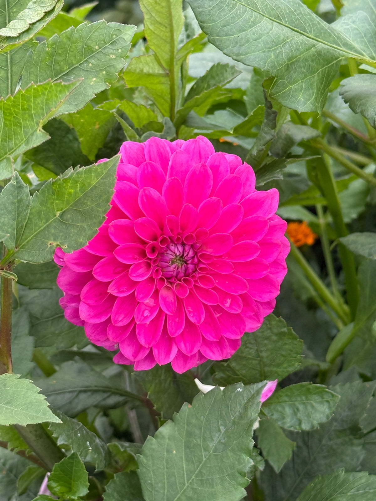 Florelie Joy