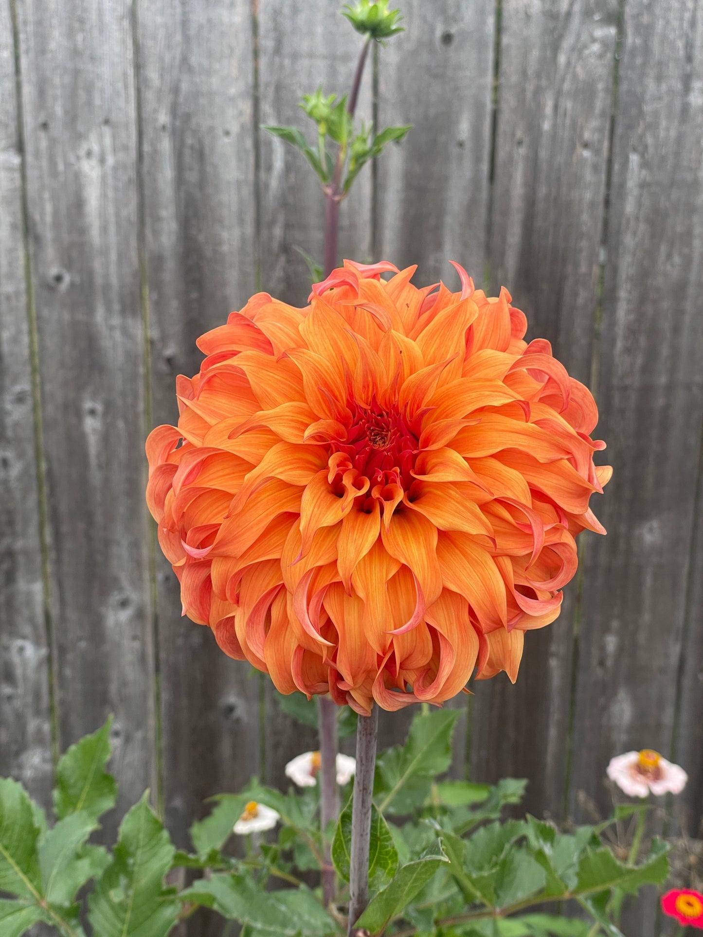 Bloomquist Jean Dahlia Tuber