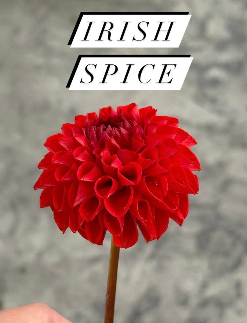 Irish Spice Dahlia Tuber