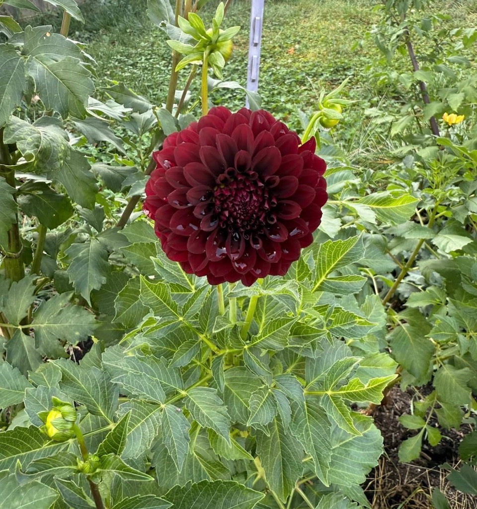 Mystery Dark Dahlia Tuber