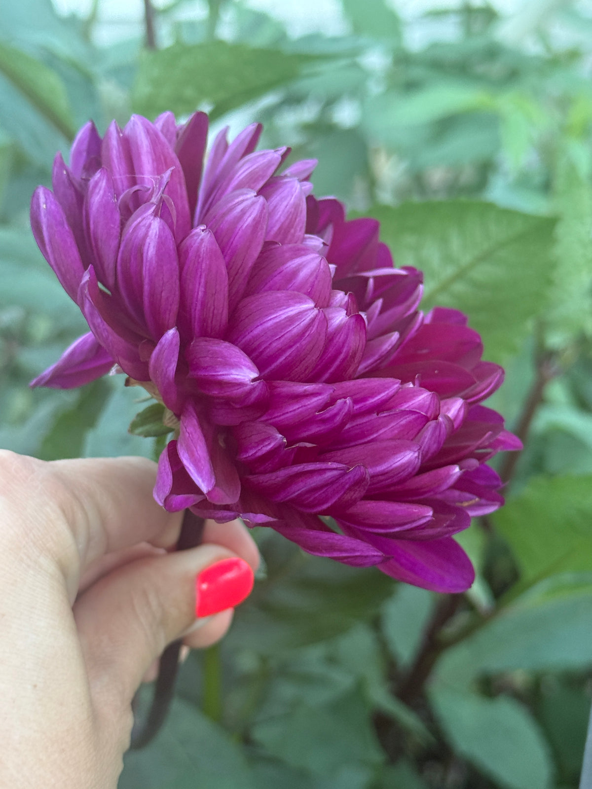 Sandia Regal