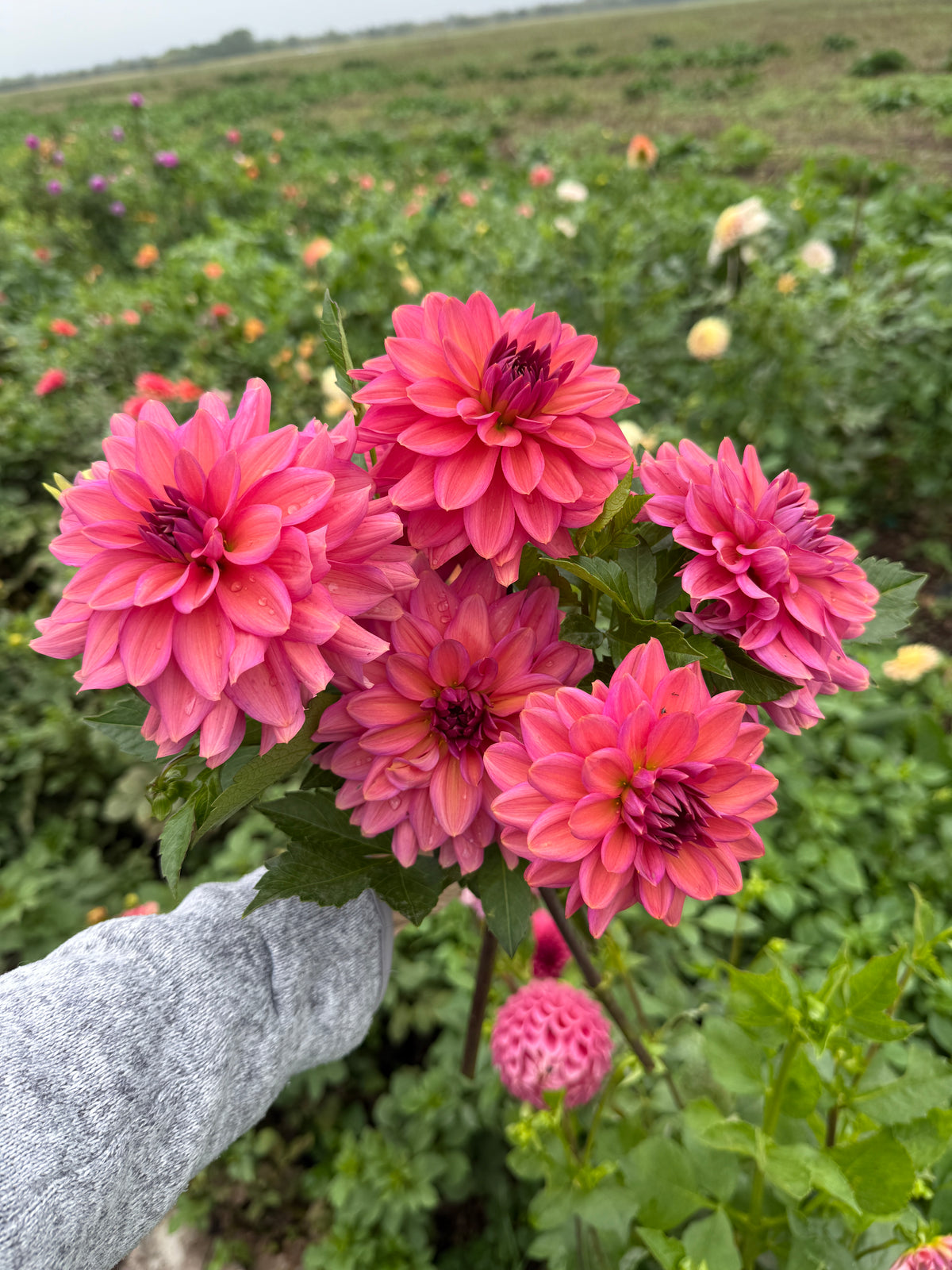 Negroni Sunset Dahlia TUBER