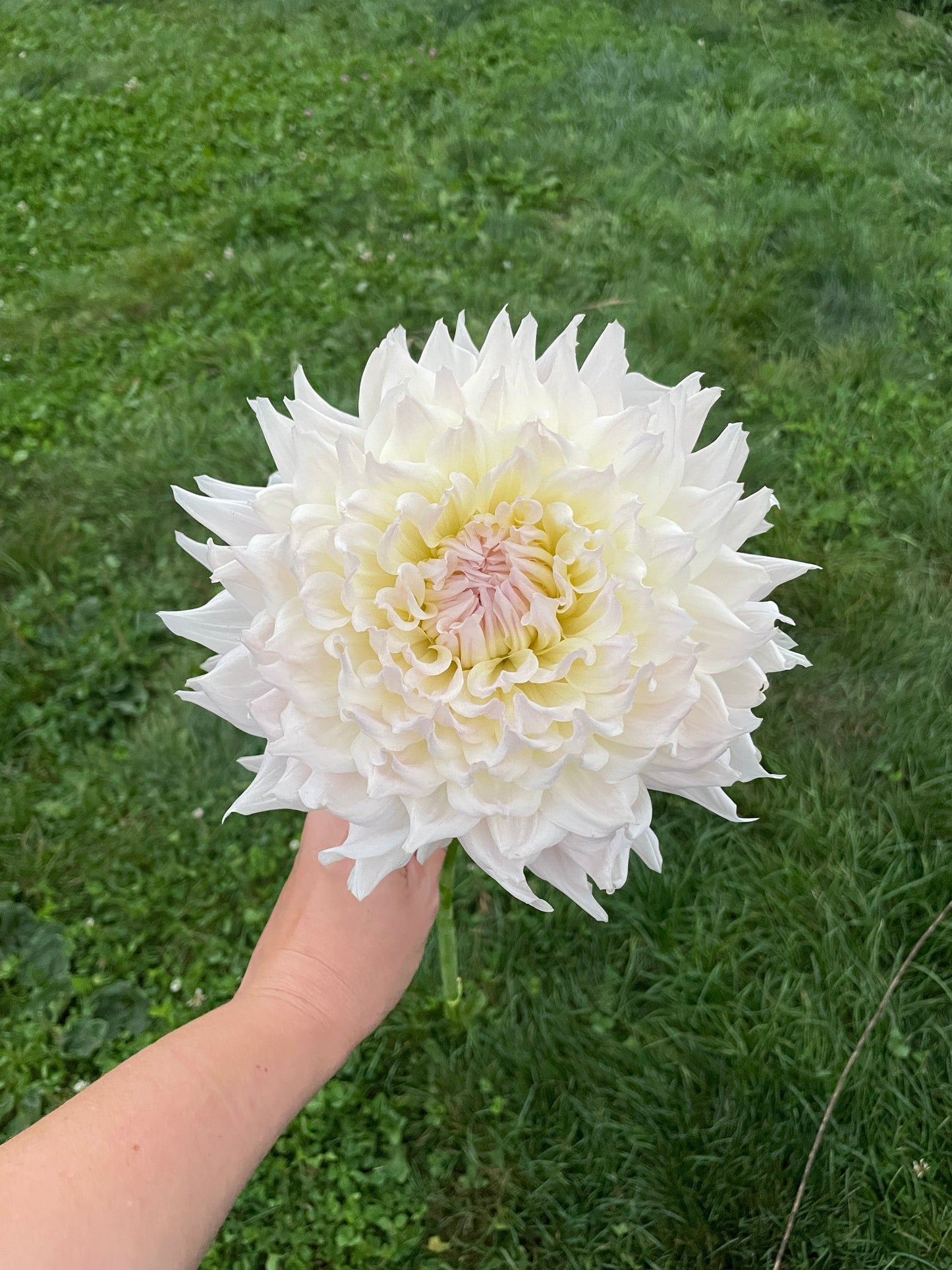 KAs Cloud Dahlia Tuber