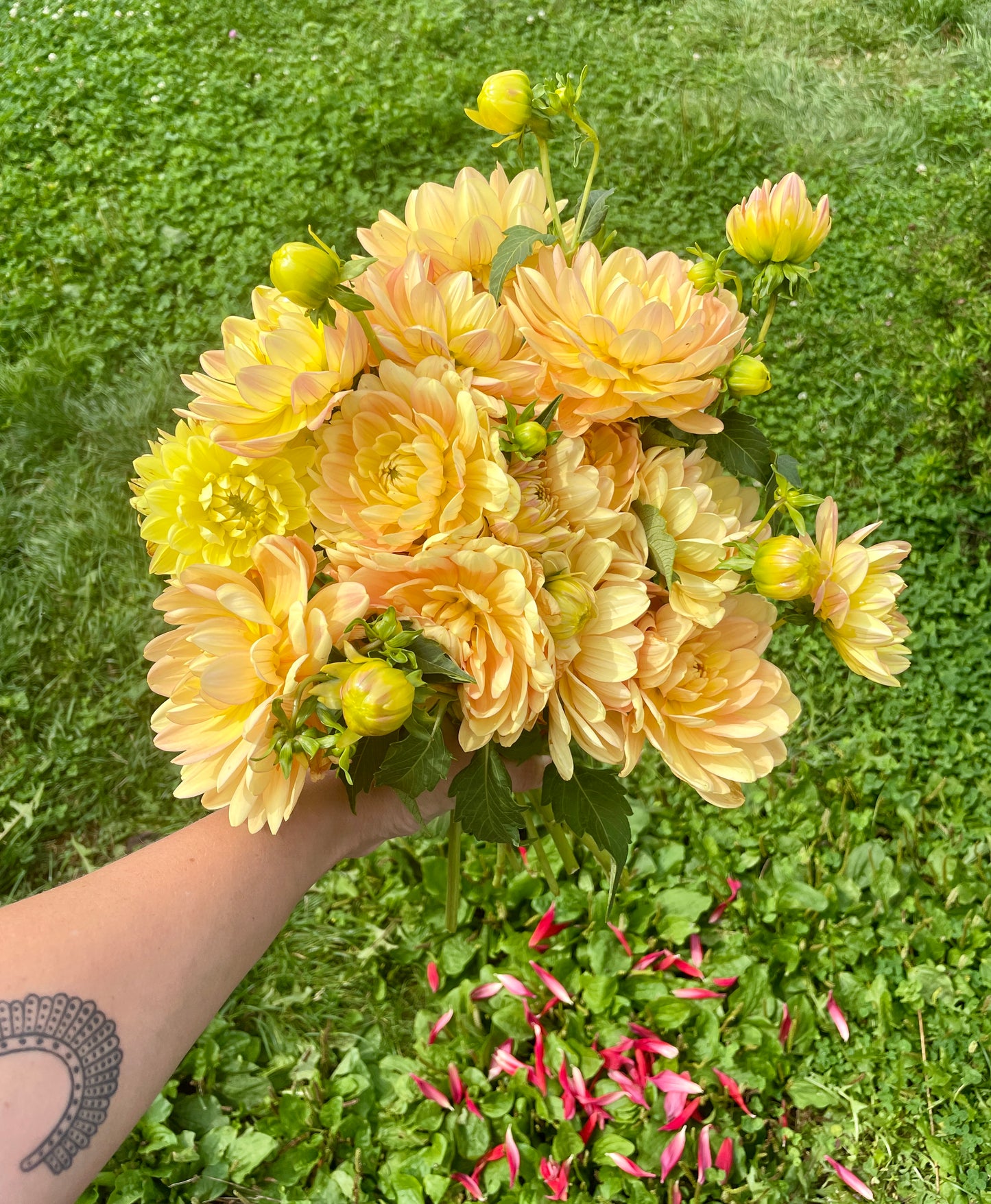 Hollyhill Serenity Dahlia Rooted Cutting- Pre Sale - SHIPS SPRING 2026