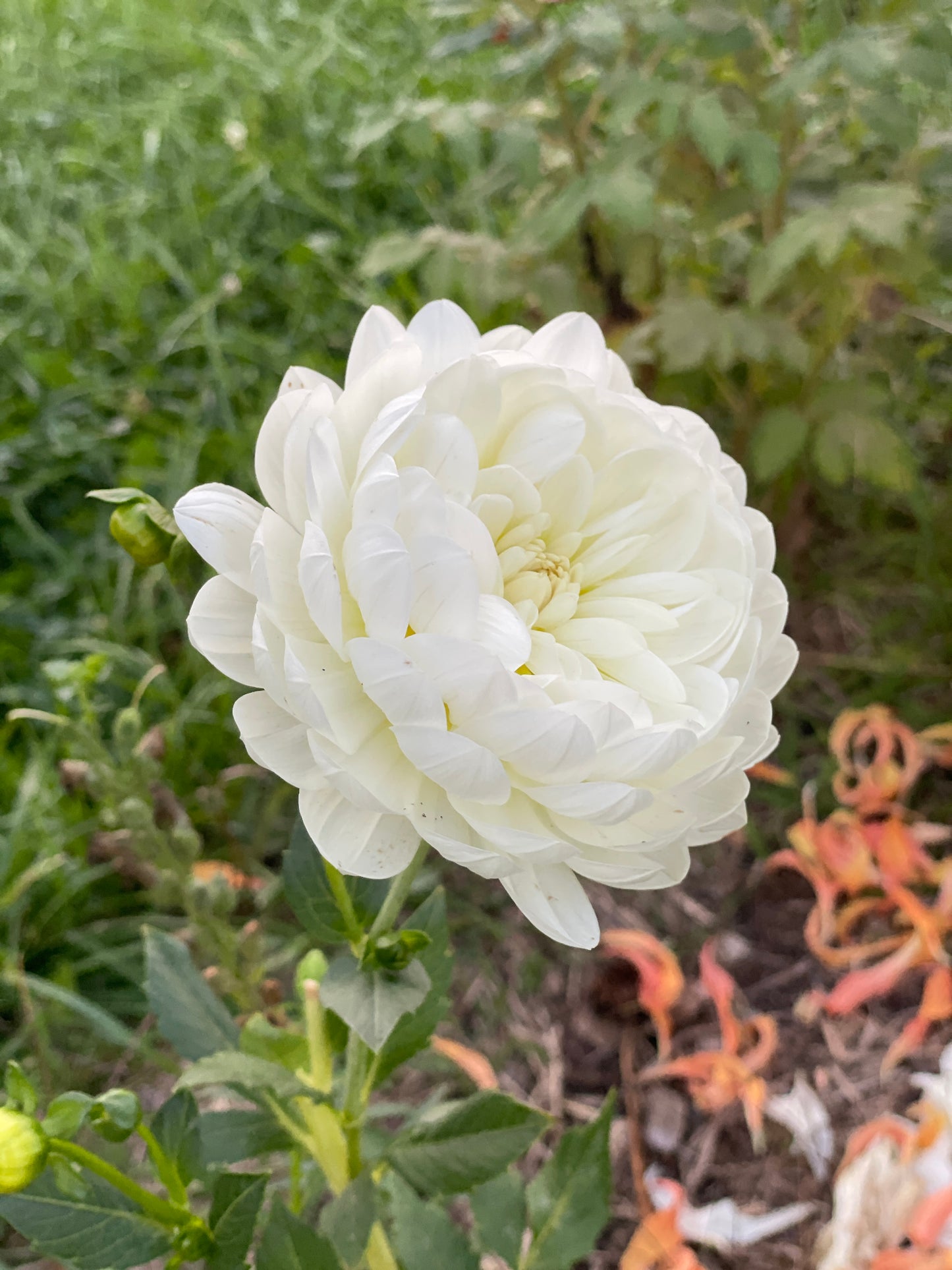 Sandia Isa Dahlia Tuber Clump