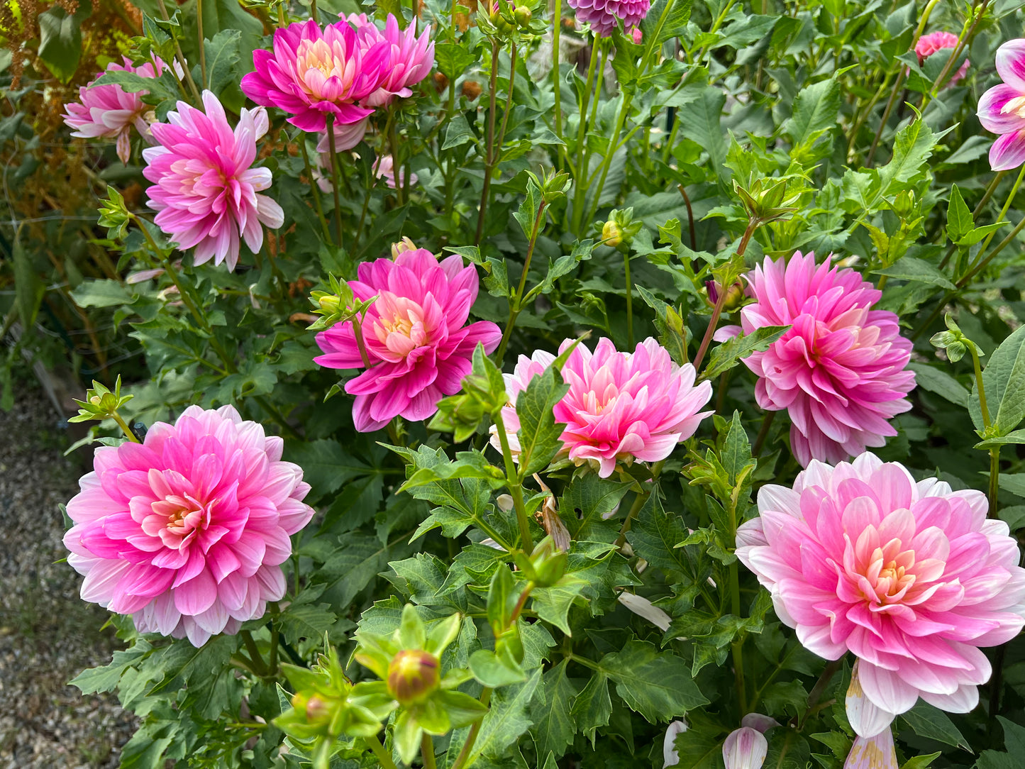 Hollyhill Pink Martini Dahlia Tuber- Ships Fall 2024