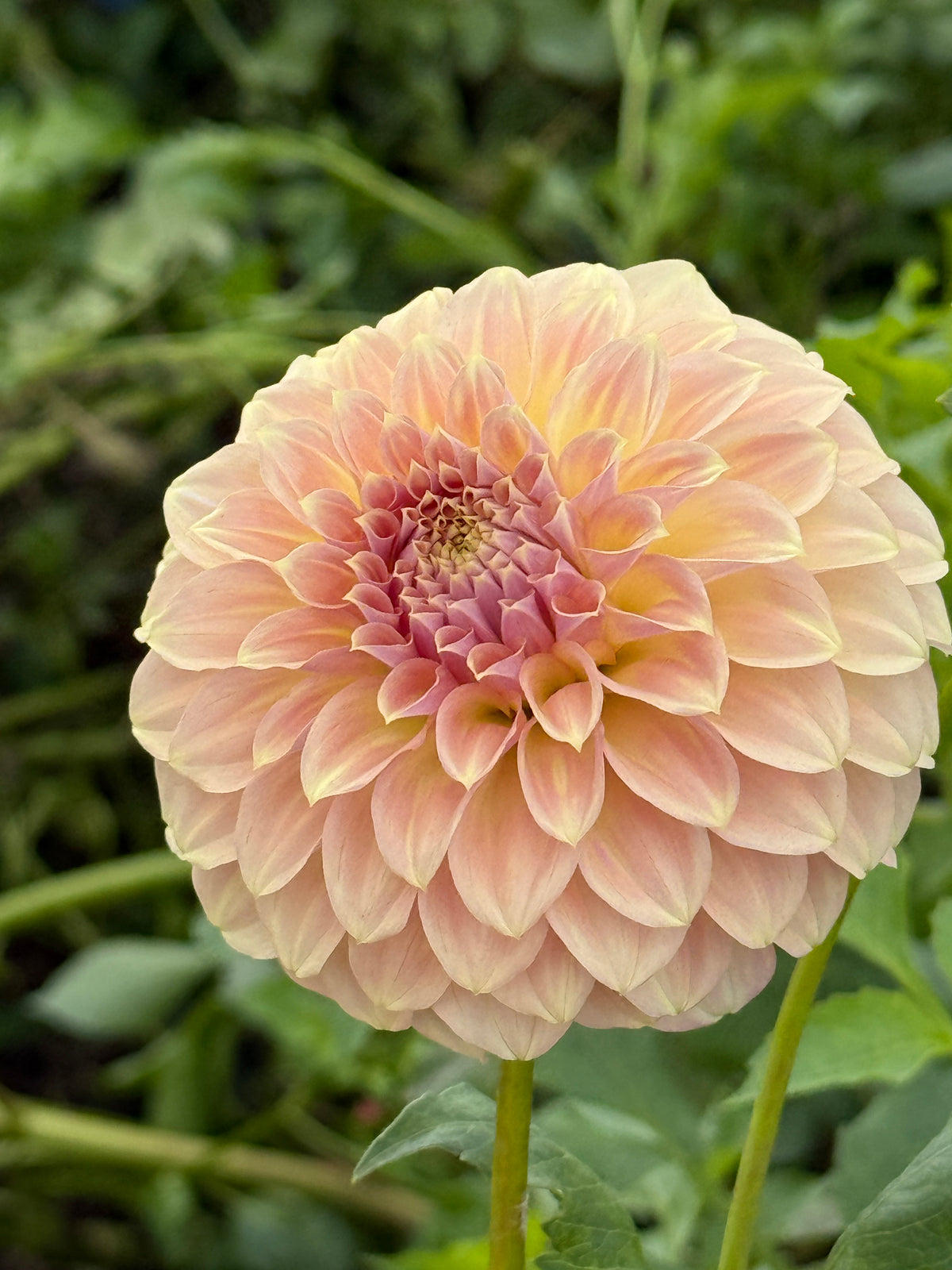 Coorabel Astrid- Australian Cultivar
