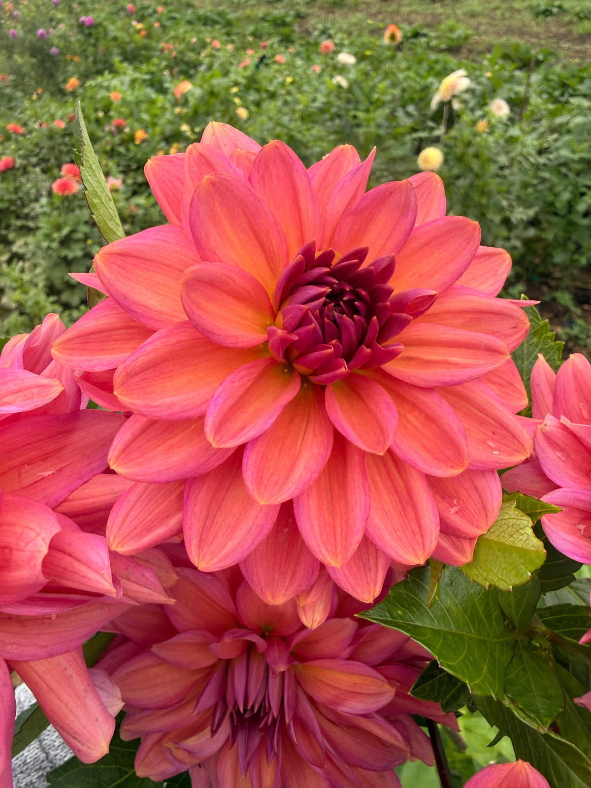 Negroni Sunset Dahlia TUBER