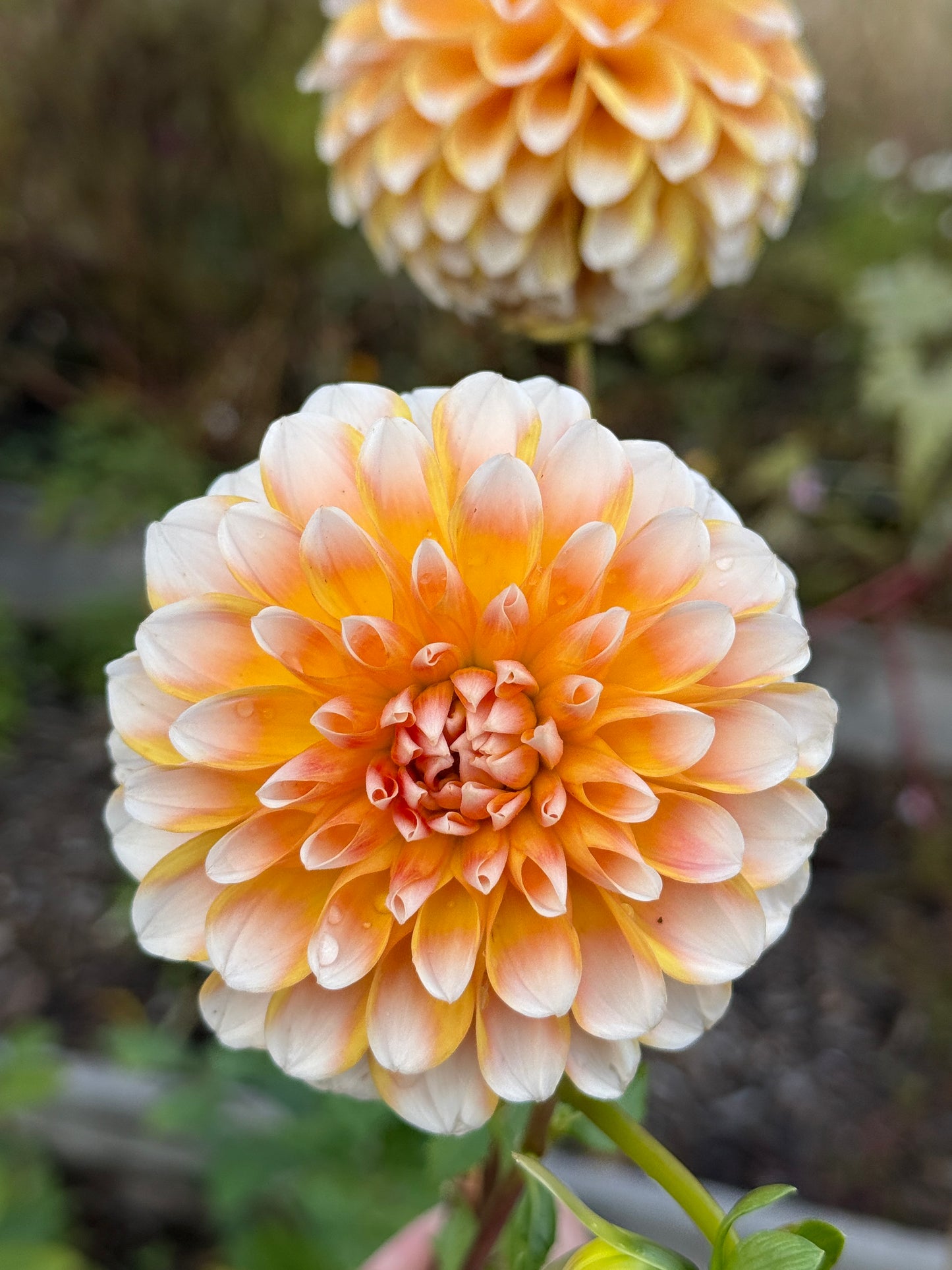 Quid Pro Quo Dahlia Tuber