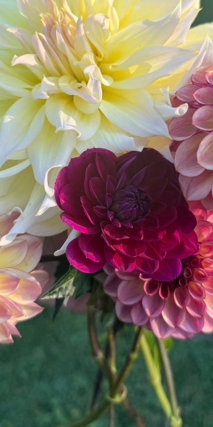 Sandia Nocturne Dahlia Tuber