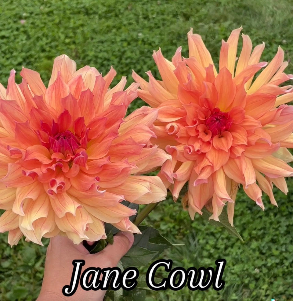 Jane Cowl Dahlia Tuber