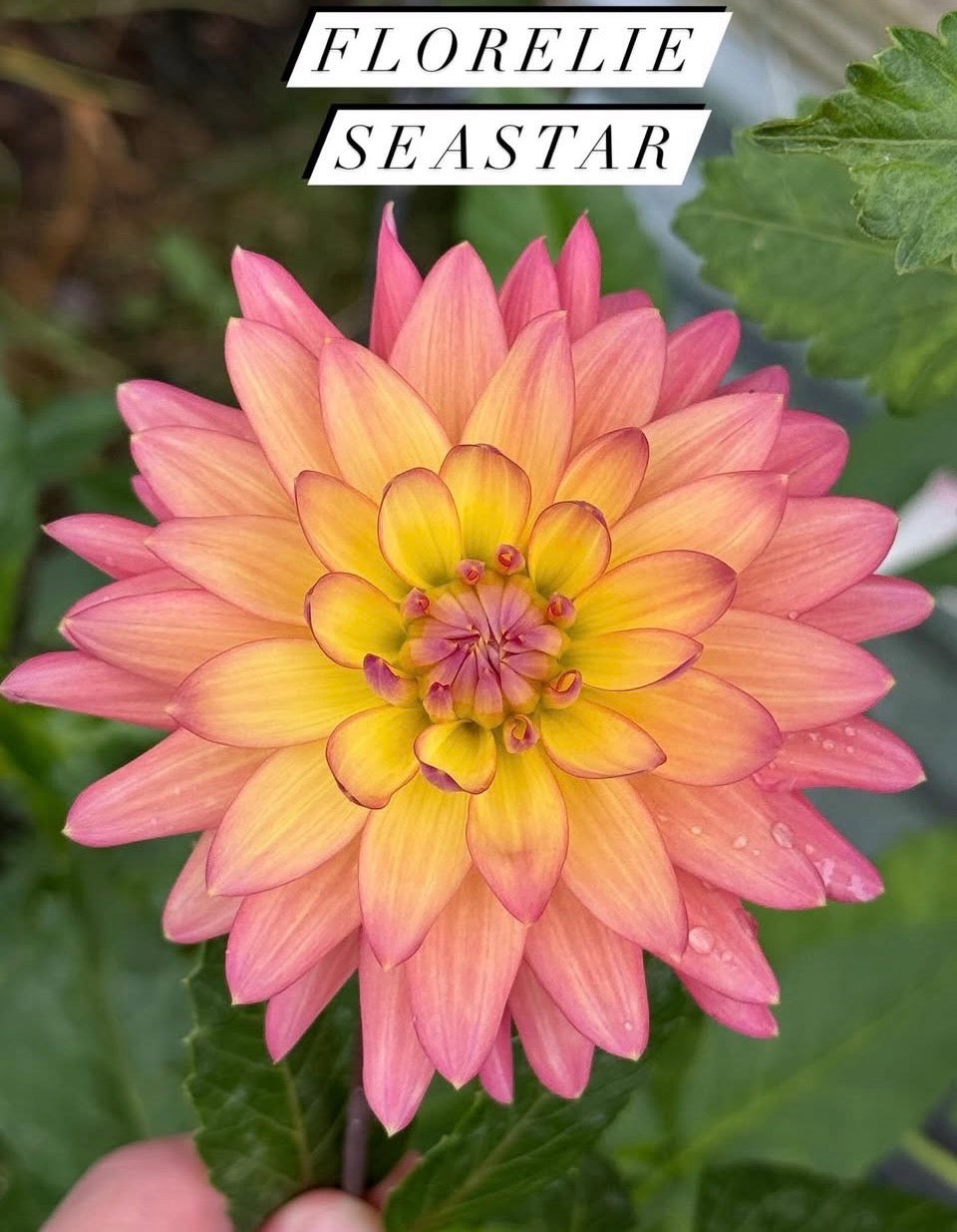 Florelie Seastar