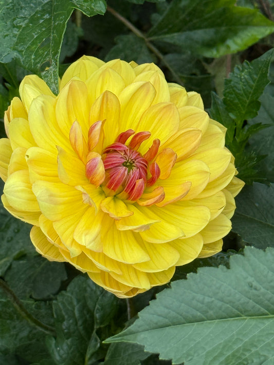 Hollyhill Cheers - READ description - rooted cutting ships 2026