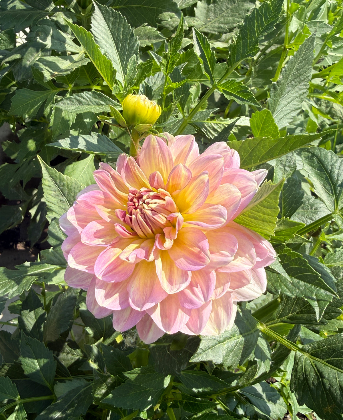 Hapet Old Charm Dahlia Tuber