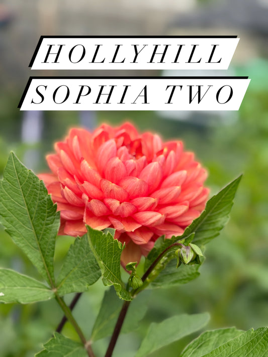 Hollyhill Sophia Two rooted cutting - ships Spring 2026