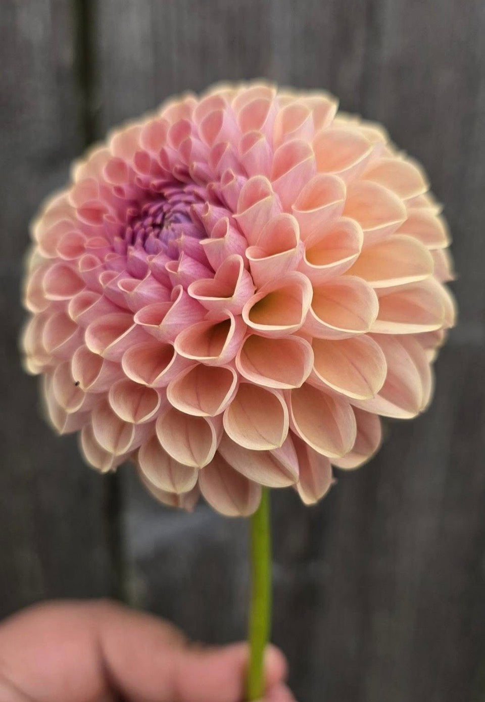 Bee Hive Dahlia Tuber
