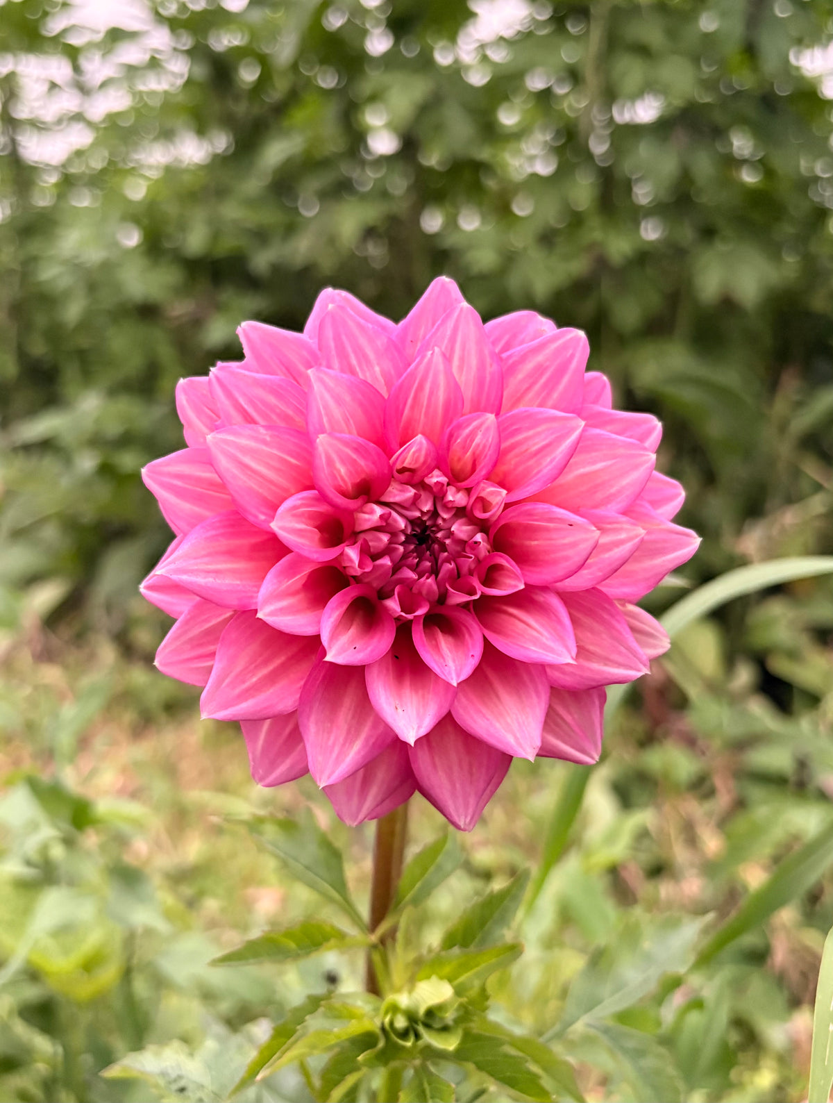Belle (Juliette)