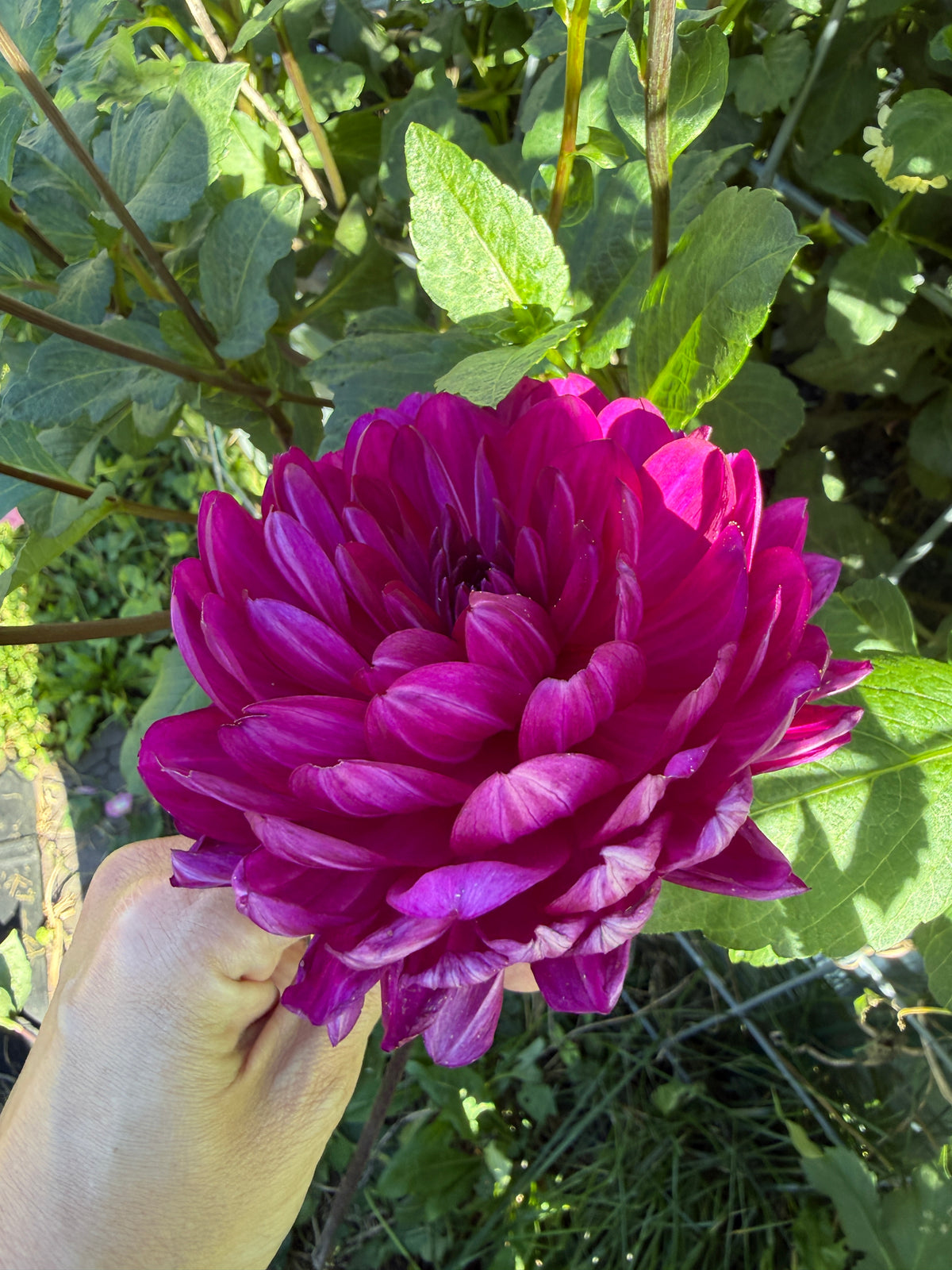 Sandia Regal
