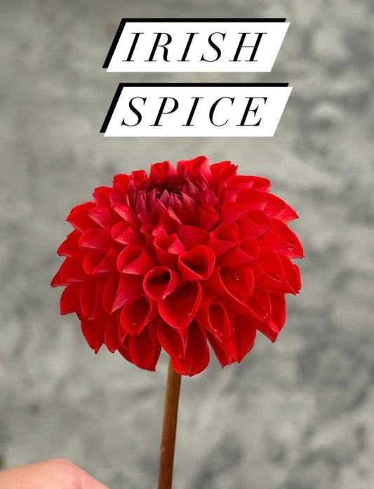 Irish Spice Dahlia Tuber