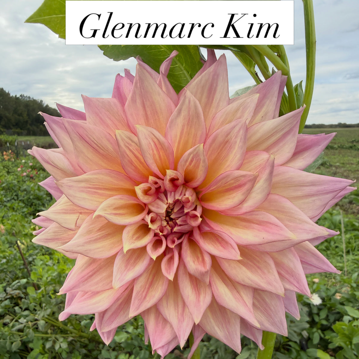 Glenmarc Kim
