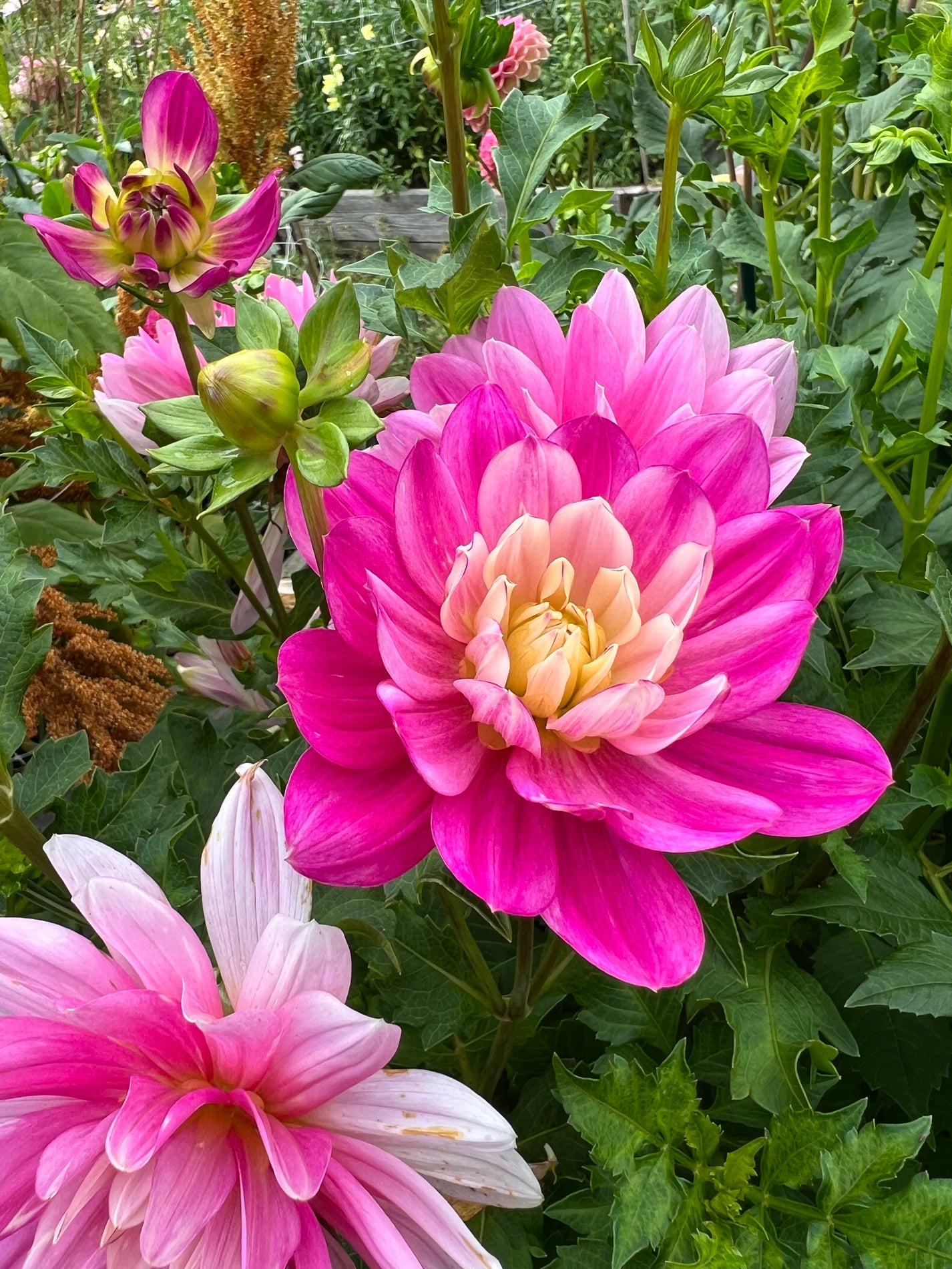 Hollyhill Pink Martini Dahlia Tuber- Ships Fall 2024 – Tree Town Homestead