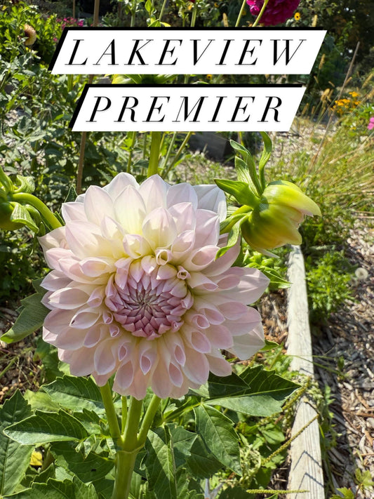 Lakeview Premier Dahlia Tuber
