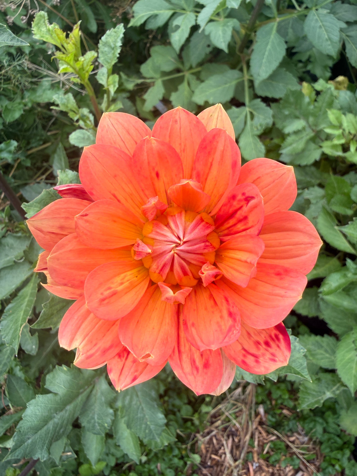 Hollyhill Calypso