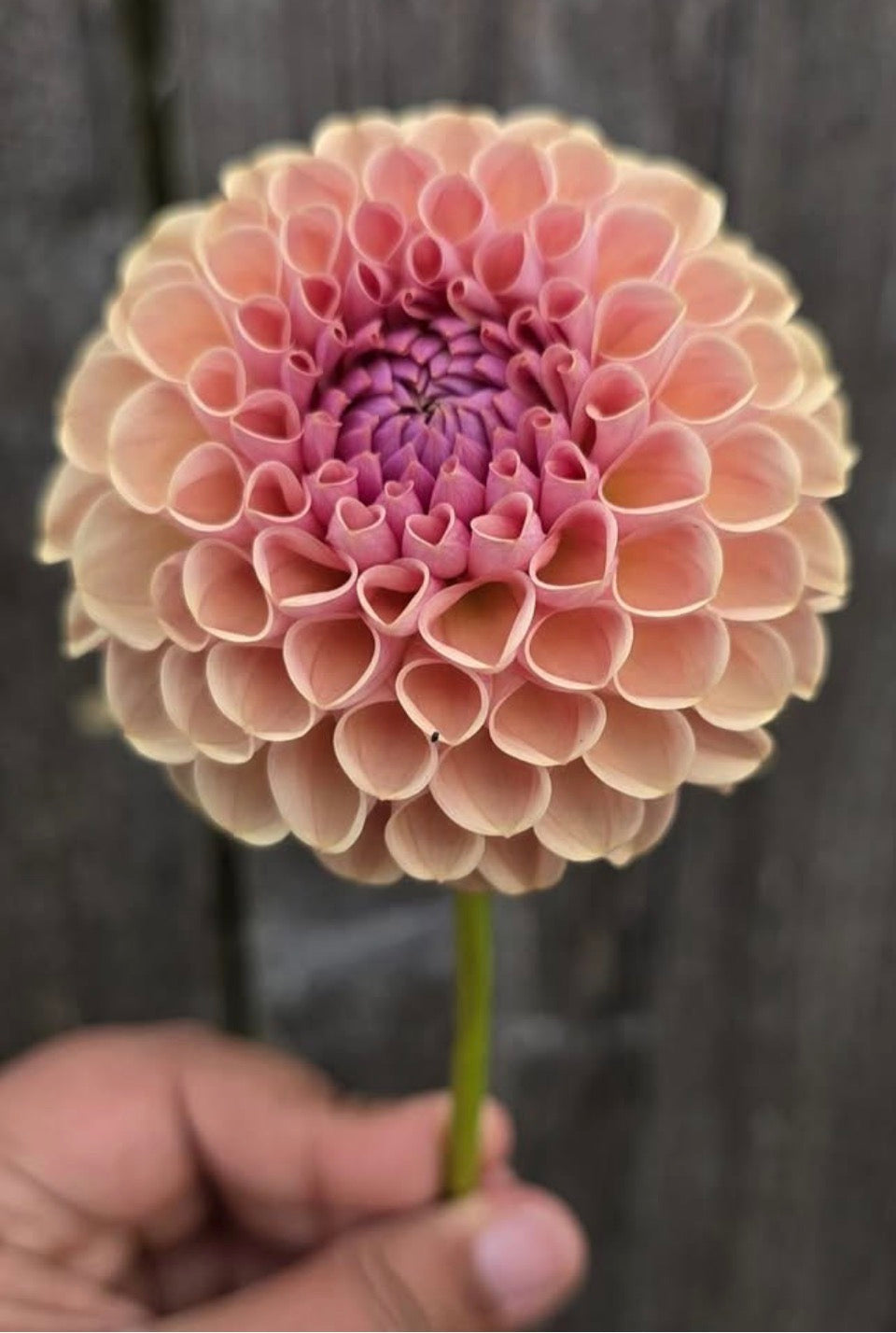 Bee Hive Dahlia Tuber