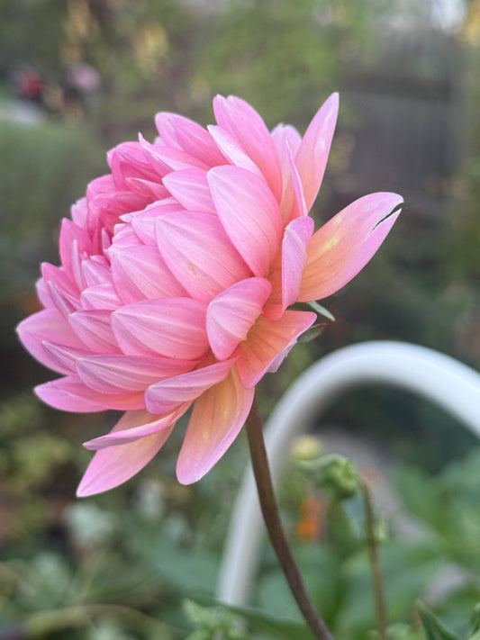 Ms Peachy