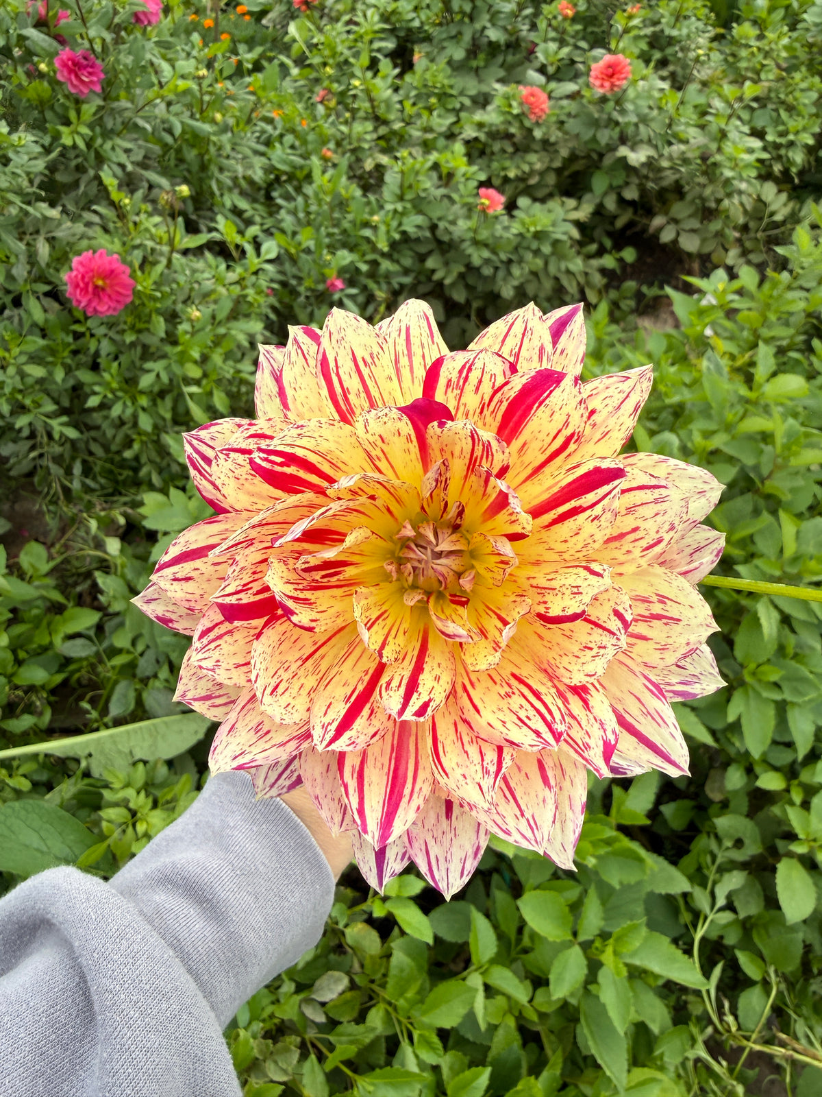 Hollyhill Pink Tigress