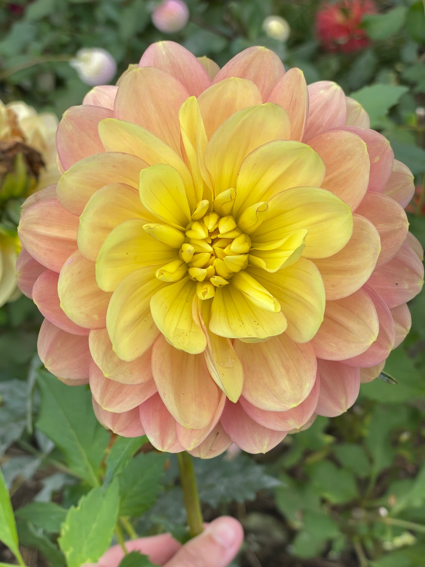 Hollyhill Serenity Dahlia Rooted Cutting