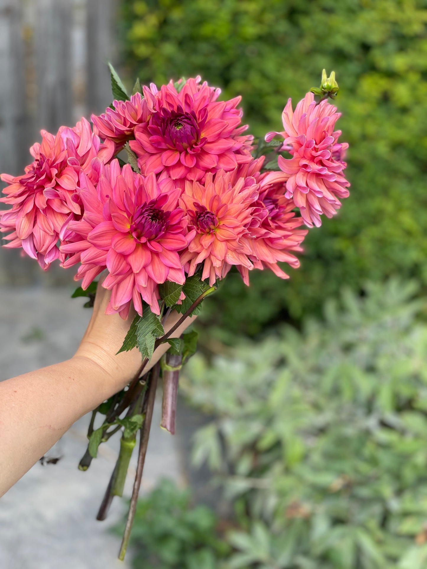 Negroni Sunset Dahlia Rooted Cutting- Pre Sale - SHIPS SPRING 2025