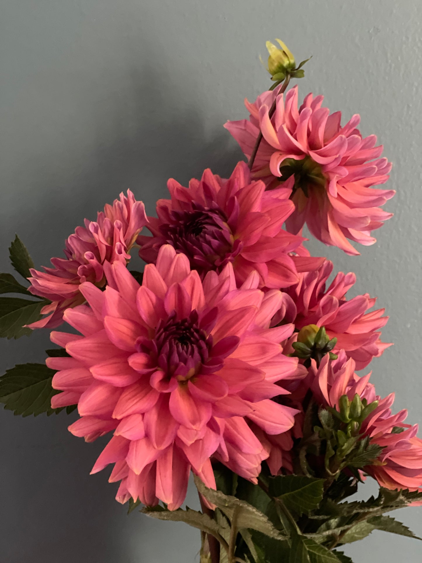 Negroni Sunset Dahlia Rooted Cutting- Pre Sale - SHIPS SPRING 2025