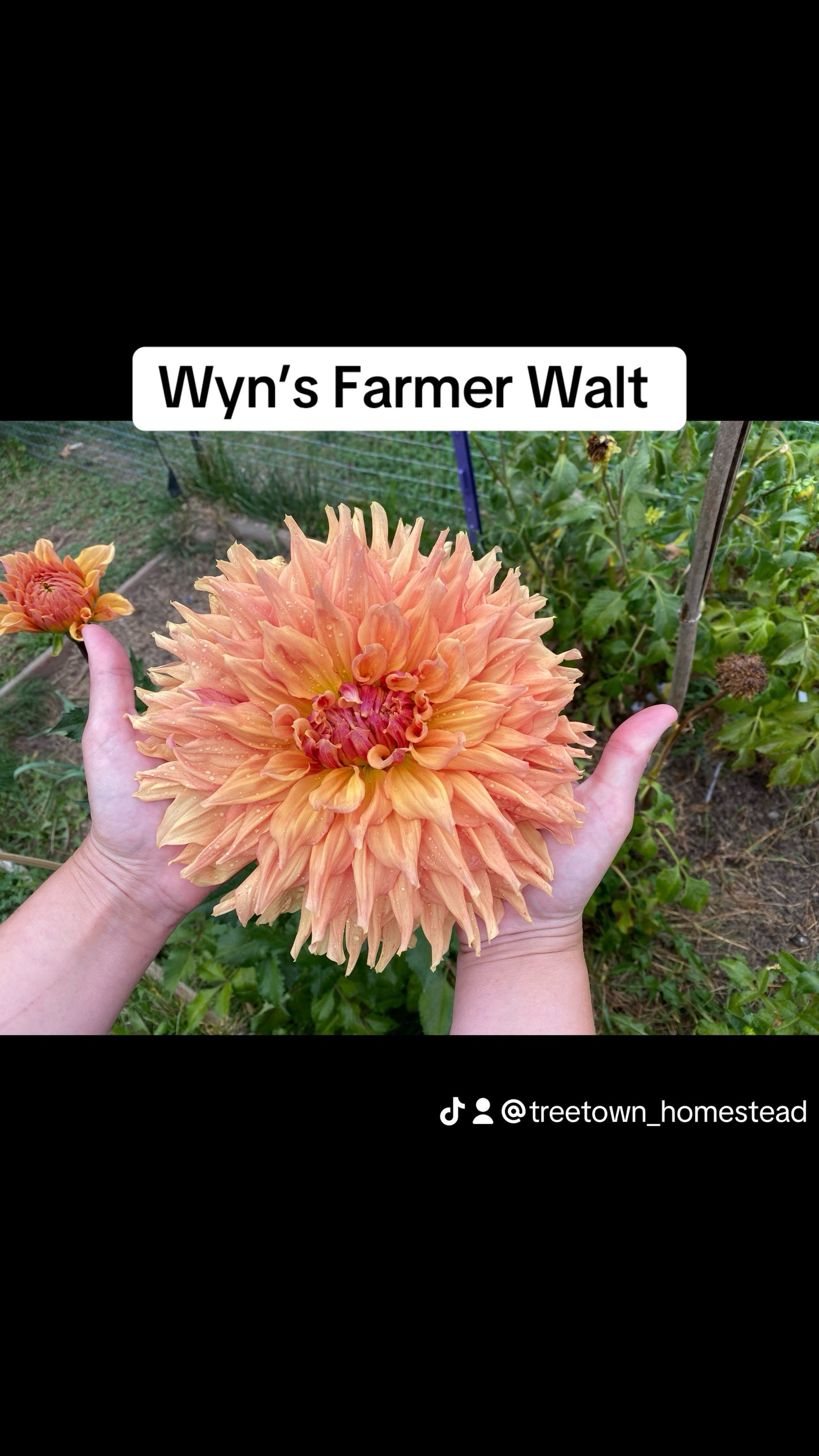 Wyns Farmer Walt- Ships Fall 2024