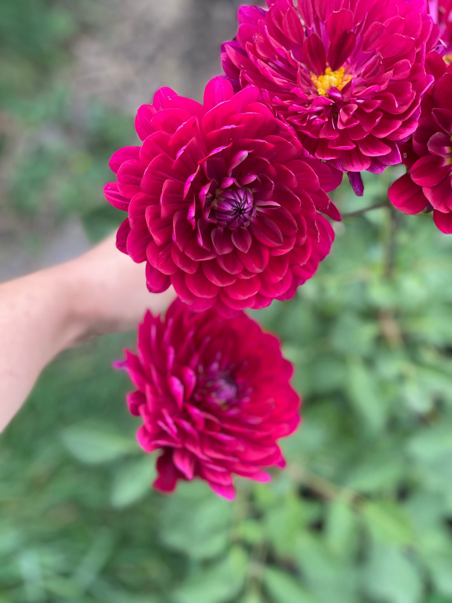 Sandia Bertha Dahlia Rooted Cutting- Pre Sale - SHIPS SPRING 2025