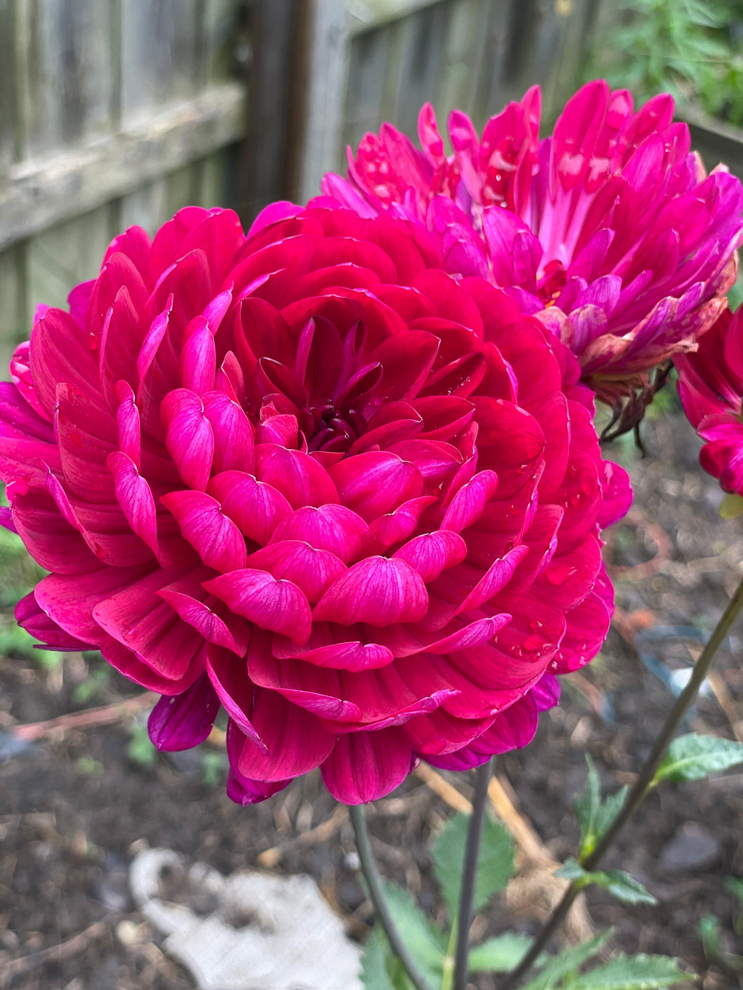 Sandia Bertha Dahlia Rooted Cutting- Pre Sale - SHIPS SPRING 2025