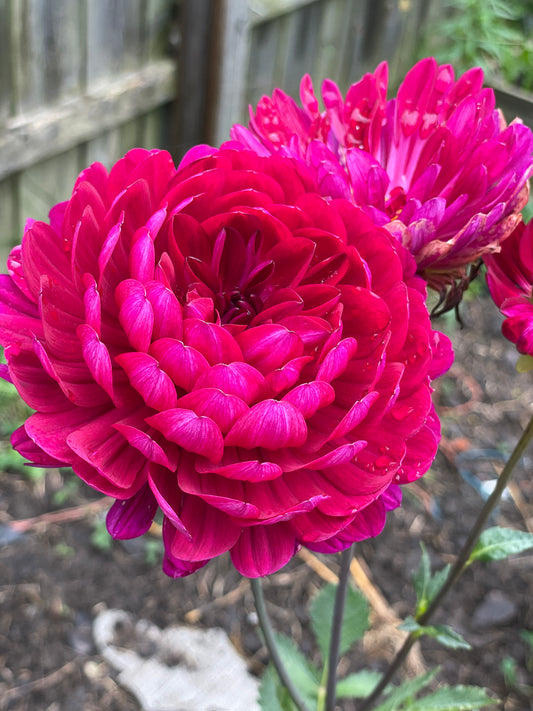 Sandia Bertha Dahlia Rooted Cutting- Pre Sale - SHIPS SPRING 2025