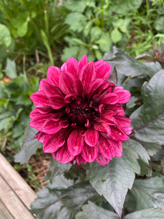 Night Silence Dahlia Tuber