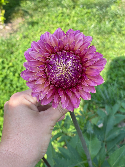 Bloomquist Mojo Dahlia Rooted Cutting
