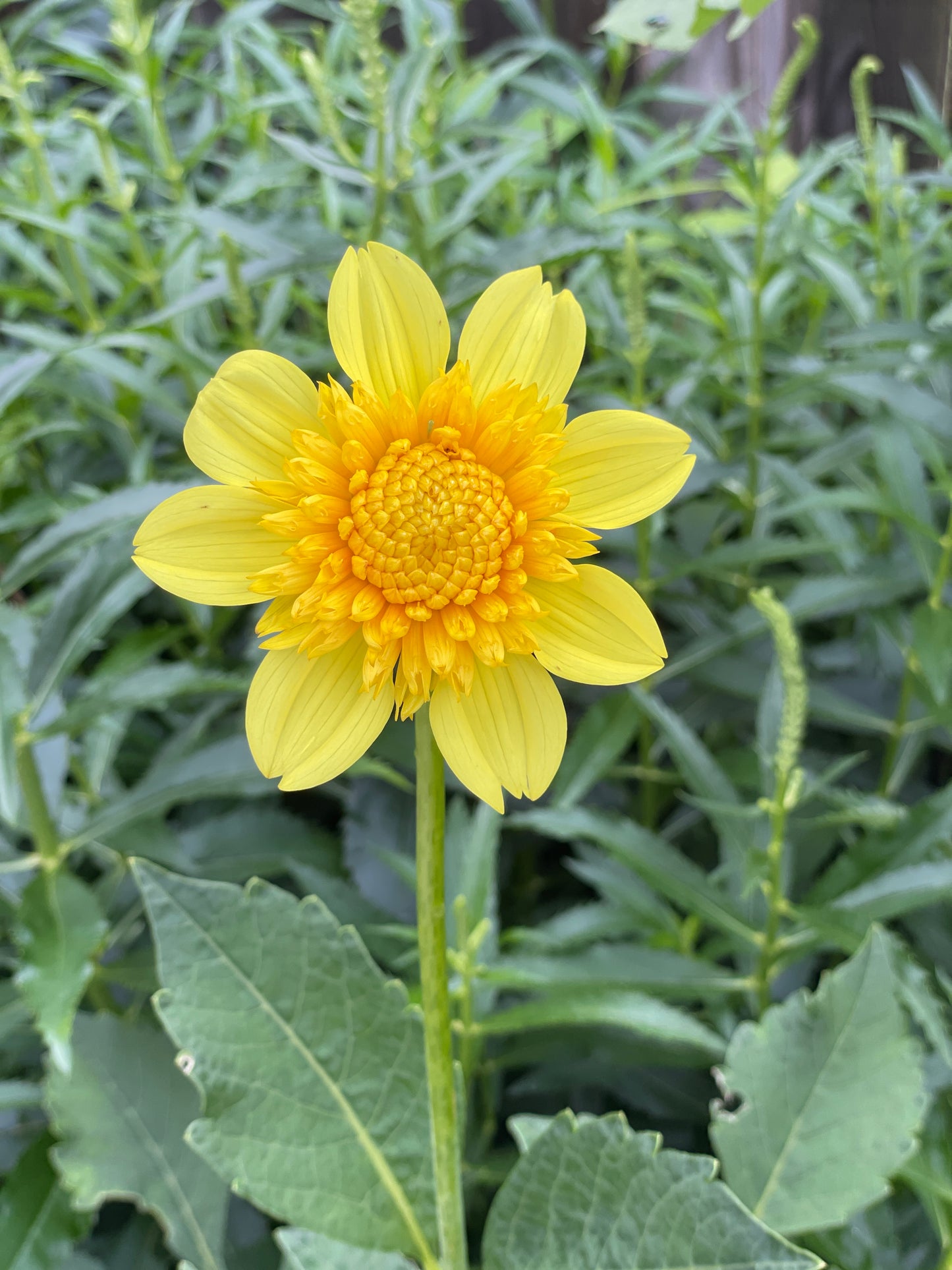 Sandia Sunbonnet Dahlia Tuber – Tree Town Homestead