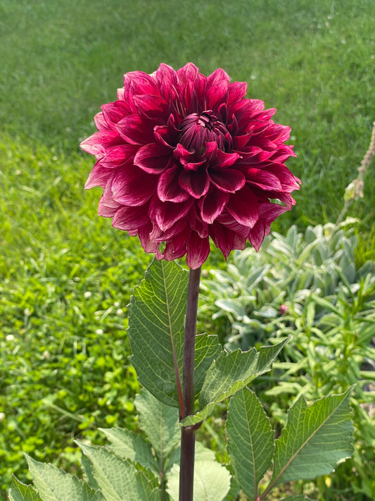 Bloomquist York Dahlia Rooted Cutting
