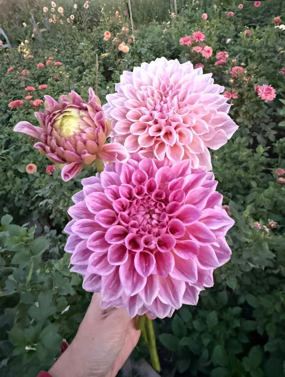 Florelie Antique