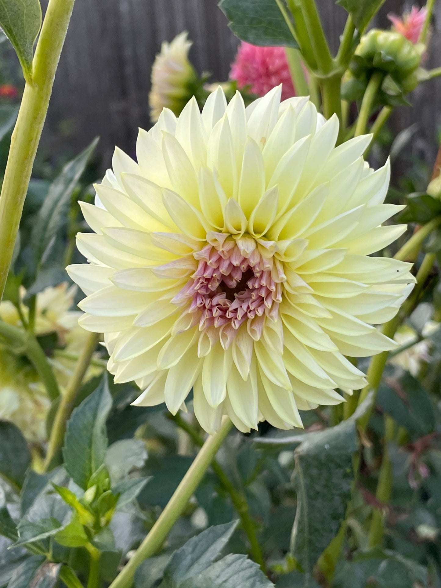 KAs Champagne Dahlia Tuber