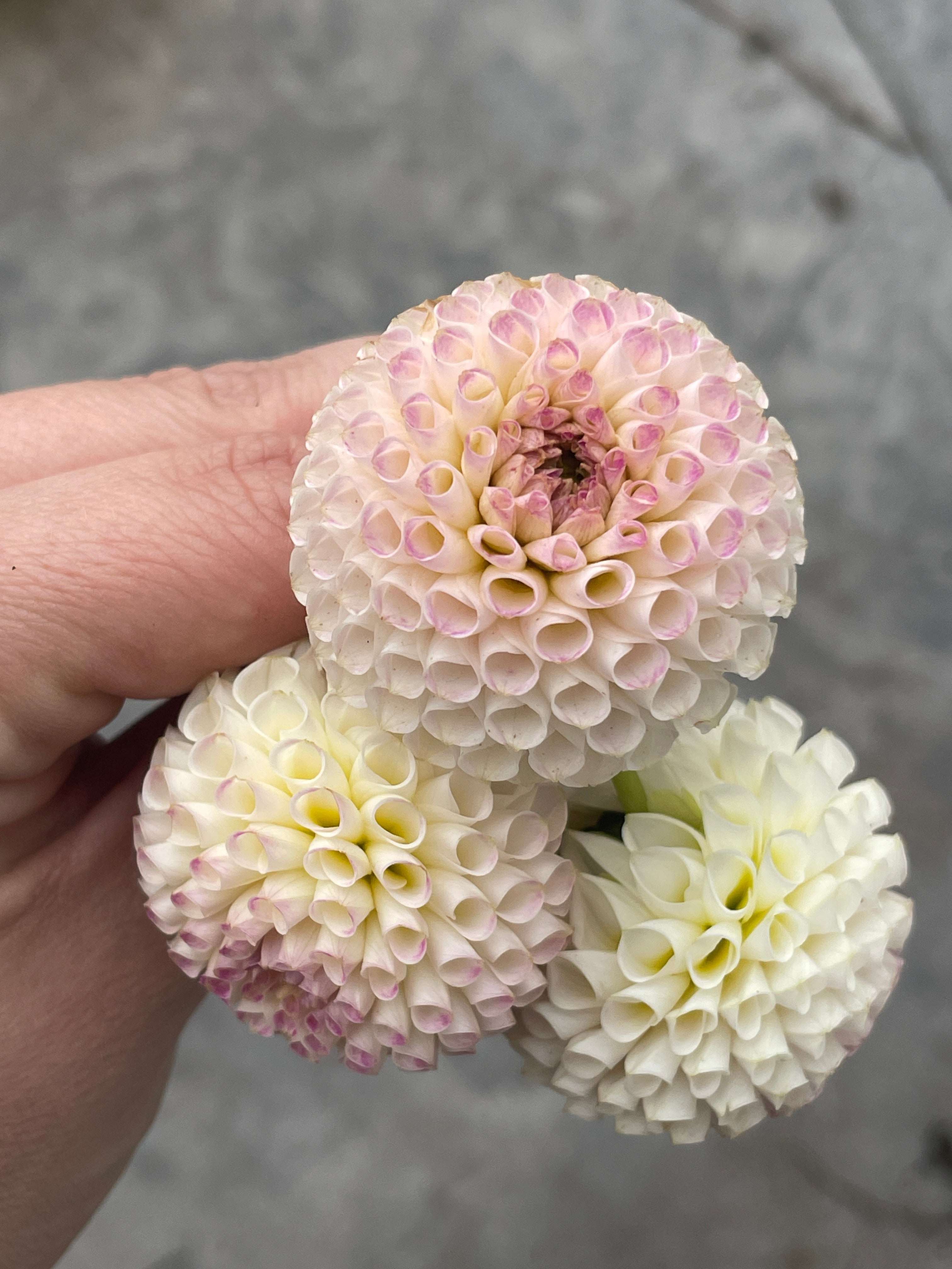 Irish D Porter Dahlia Rooted Cutting Tree Town Homestead