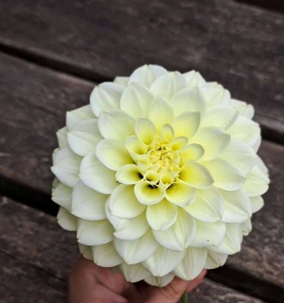 Carmel Antique Dahlia Tuber