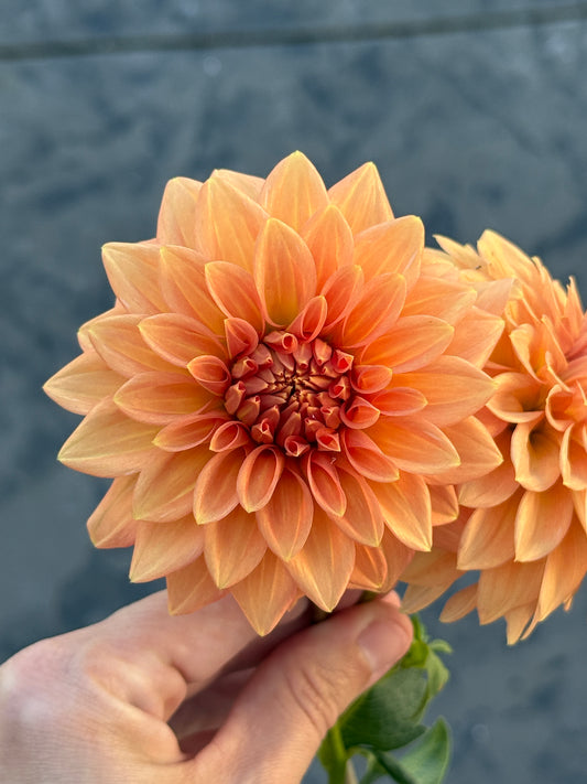 Peach Delight- Australian Cultivar